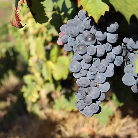 Samaritana - Casa Da Vinha *