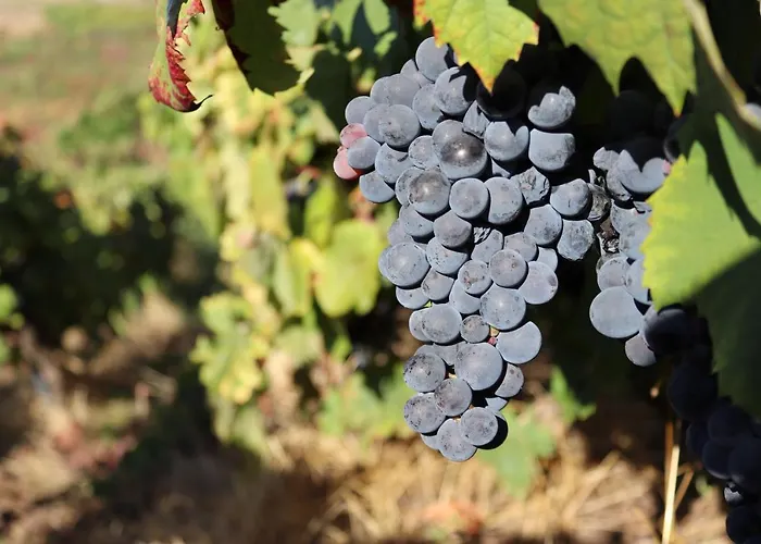 Samaritana - Casa Da Vinha *